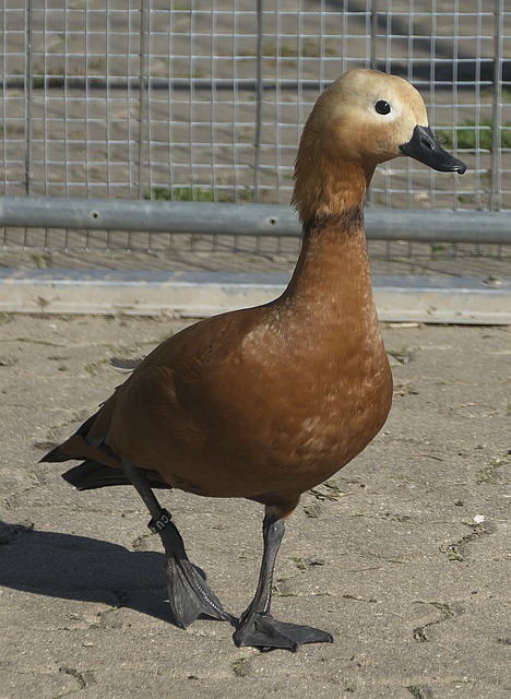足坛首次发